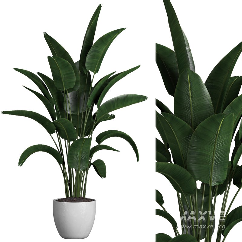 indoor plant 03 - Image 2