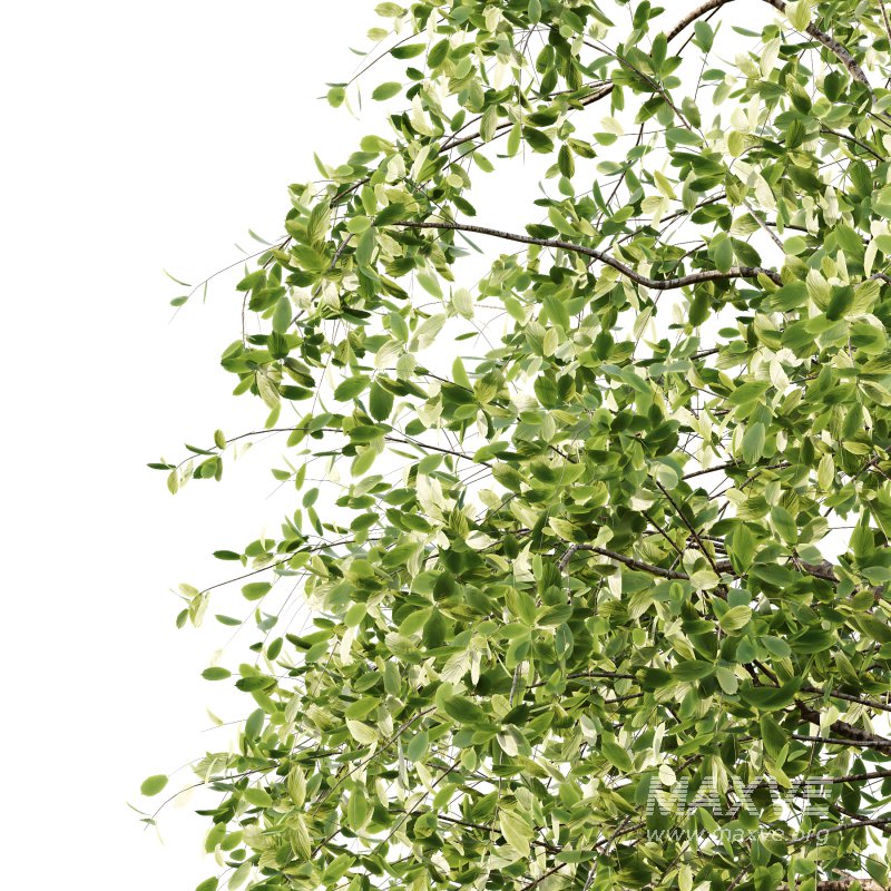 Betula Pendula Tree 08 - Image 2