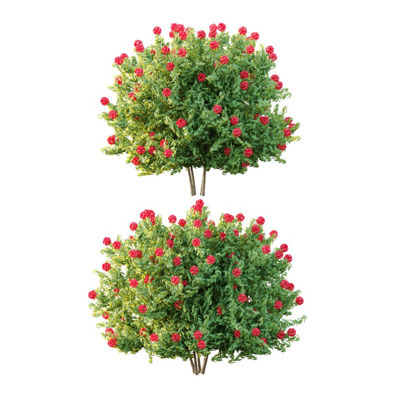 Rhododendron Arboreum Bush 03 - Image 2