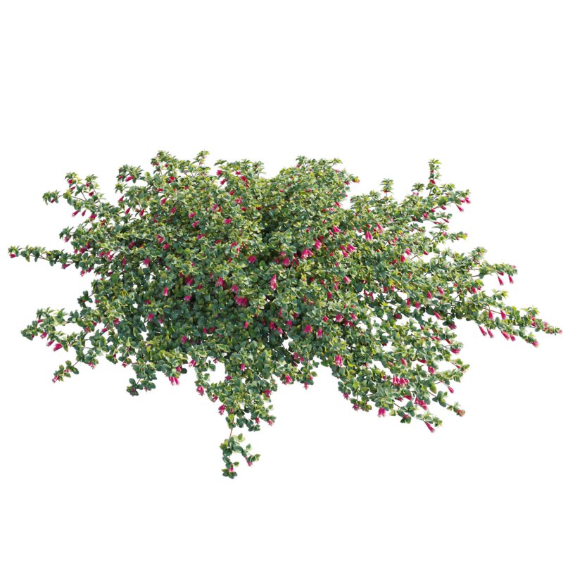 Correa reflexa – Native Fuchsia – Grevillea wilsonii 01 - Image 2