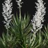 Yucca gloriosa – Mound Lily 01 - Thumbnail 2