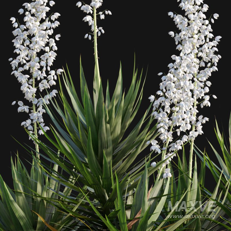 Yucca gloriosa – Mound Lily 01 - Image 2