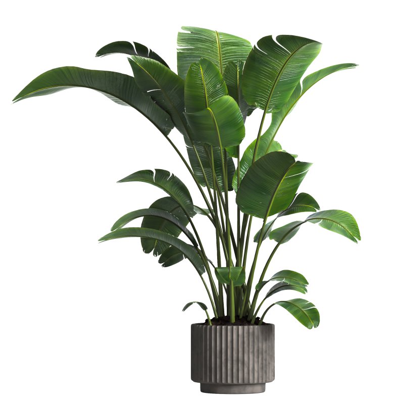 indoor plant 04 - Image 1