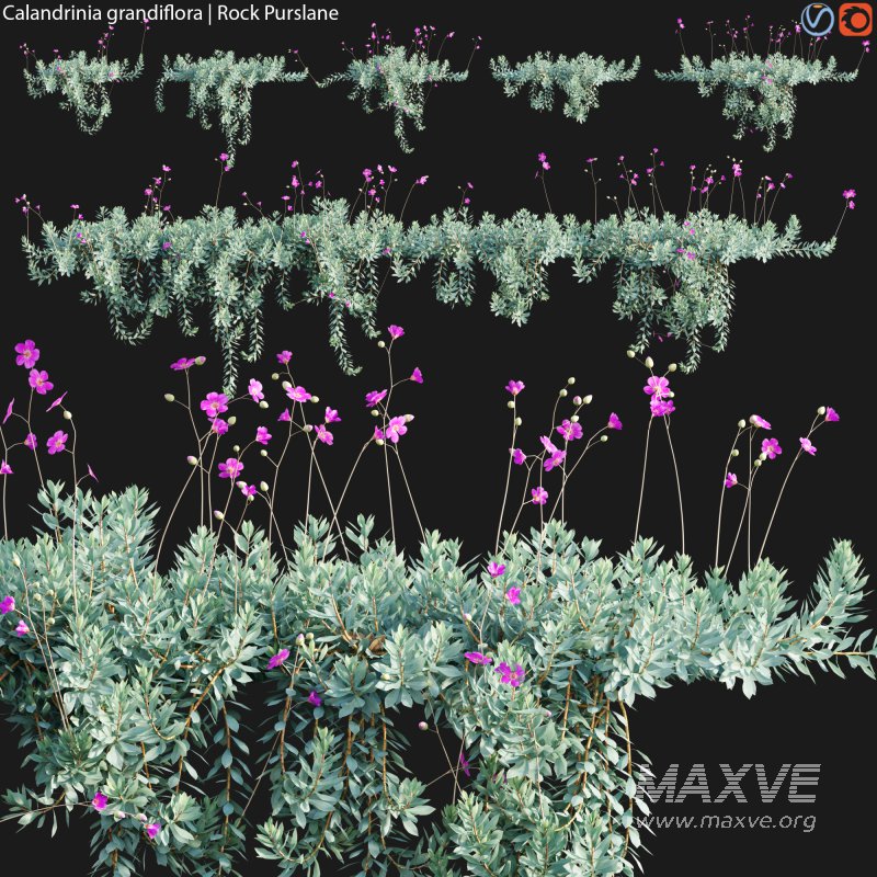 Calandrinia grandiflora – Rock Purslane – 02 - Image 1