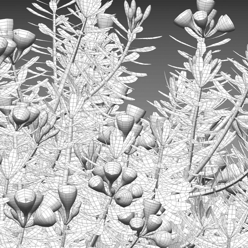 Daphne x transatlantica Blafra – Eternal Fragrance 01 - Image 6