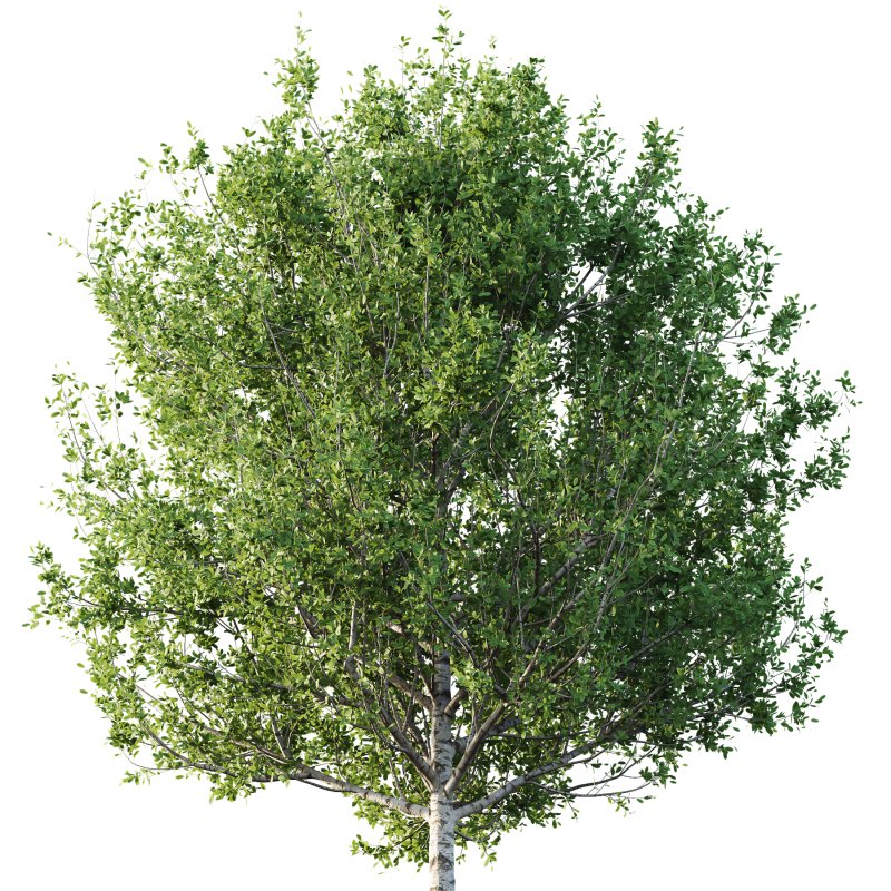 Betula Pendula Tree 06 - Image 2