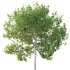Betula Pendula Tree 05 - Thumbnail 3