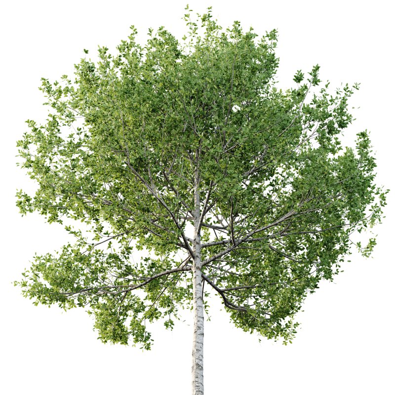 Betula Pendula Tree 05 - Image 3