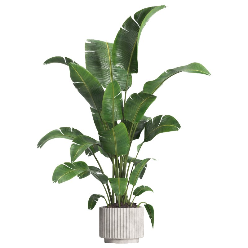 indoor plant 07 - Image 1
