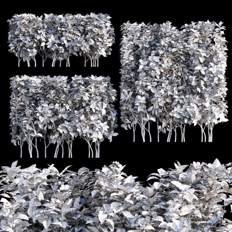 Tabernaemontana divaricata – Crape jasmine – 03 - Image 3