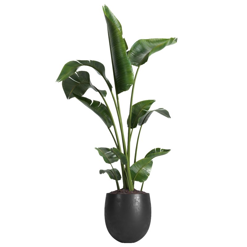 indoor plant 05 - Image 2