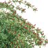Ilex verticillata – Winterberry 02 - Thumbnail 5