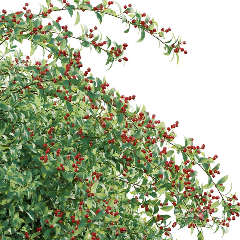 Ilex verticillata – Winterberry 02 - Image 5