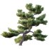 AV Plants Pinus Bonsai Sylvestris Pine Parviflora Scotch Contorta03 - Thumbnail 2