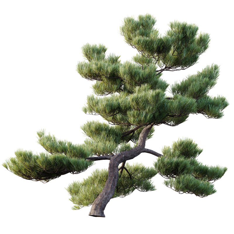 AV Plants Pinus Bonsai Sylvestris Pine Parviflora Scotch Contorta03 - Image 2