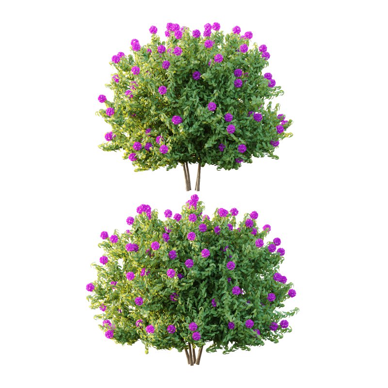 Rhododendron Arboreum Bush 03 - Image 3