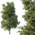 AV Tulip poplar and Gray alder alnus incana 2 trees - Thumbnail 2