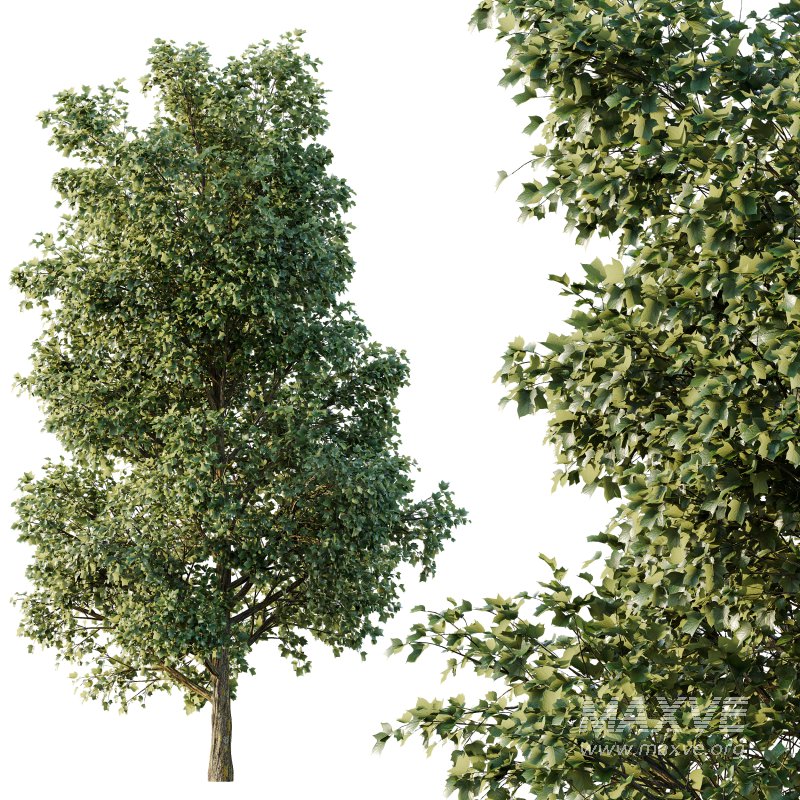AV Tulip poplar and Gray alder alnus incana 2 trees - Image 2