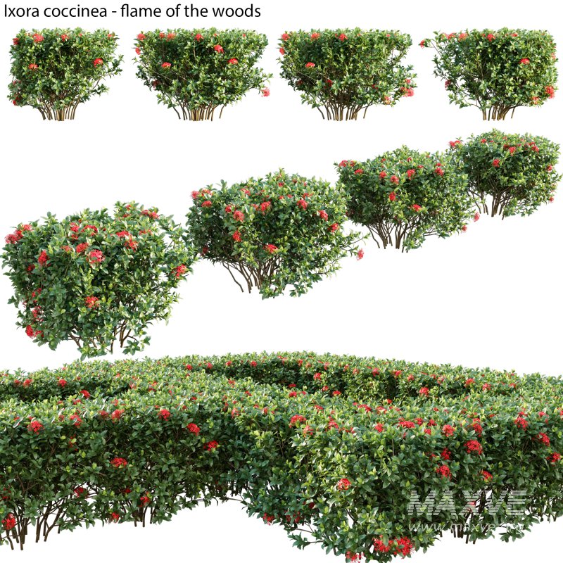 Ixora coccinea – flame of the woods – 03 - Image 1