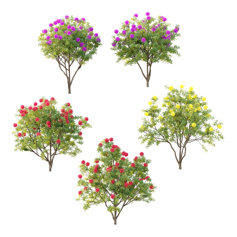 Rhododendron Arboreum Bush 04 - Image 4