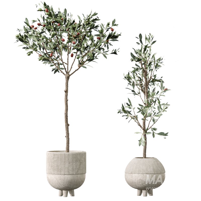 AV Premium Indoor Plants Set 212 Mission Olive ParadiseBird Yucca Areca - Image 3