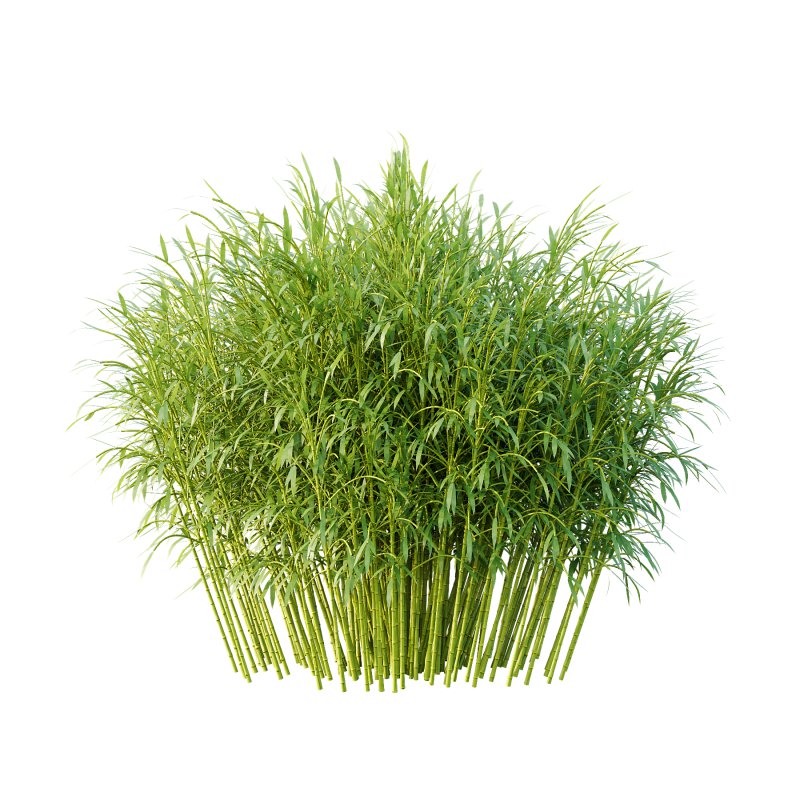 Bamboo Bambusoideae Bush 01 - Image 2