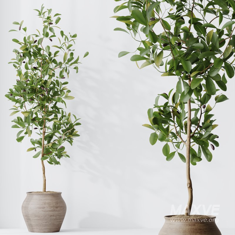 AV Indoor plants set 214 Briful Pachira Aquatica and Citrus Fruit Bonsai China Orange Tree and Fruit Lemon Calamondin Tree - Image 6