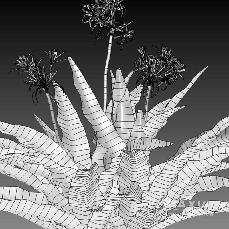 Crinum asiaticum – Poison bulb – 02 - Image 4