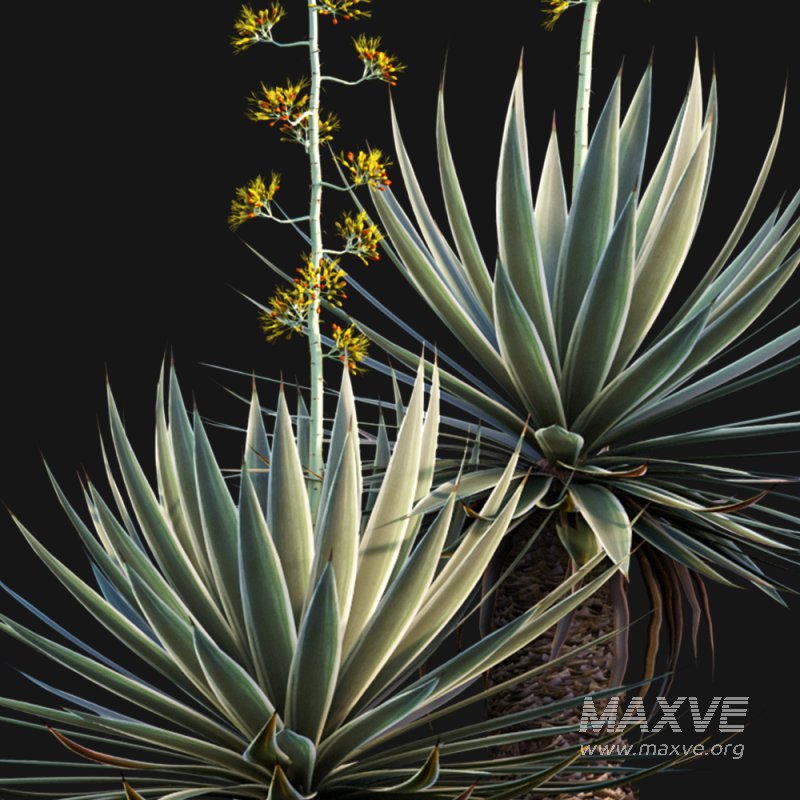 Agave Angustifolia – Caribbean Agave – 02 - Image 3