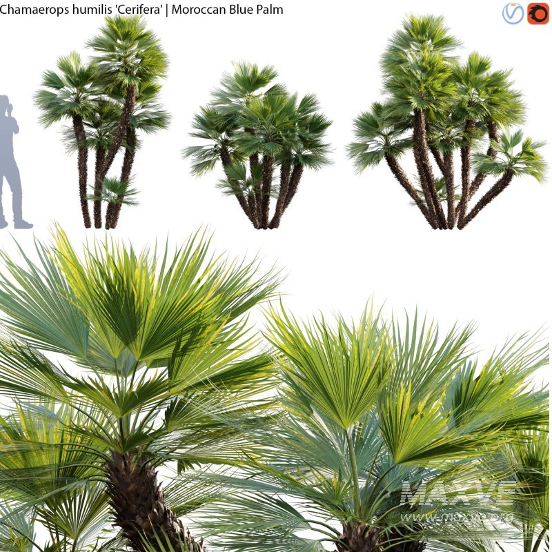 Chamaerops humilis – Moroccan Blue Palm – 02 - Image 1