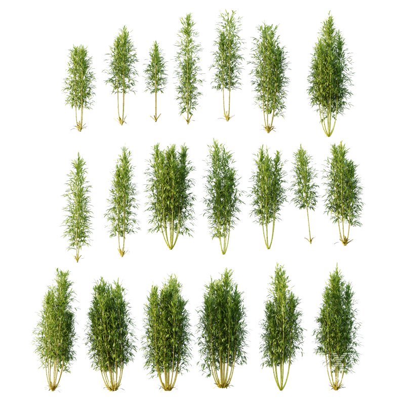 Bamboo Bambusoideae Bush 02 - Image 6