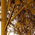 Bamboo Bambusoideae Tree 04 - Thumbnail 1