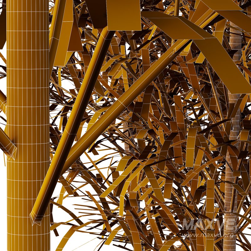 Bamboo Bambusoideae Tree 04 - Image 1