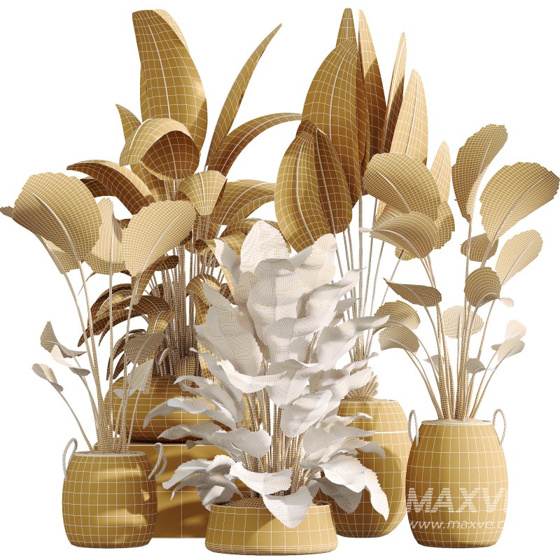 AV Indoor Plants Set 222 Bird Of ParadiseBird and Banana Strelitzia Nicolai - Image 9