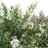 Nerium Oleander – Laurier – 01 - Thumbnail 3