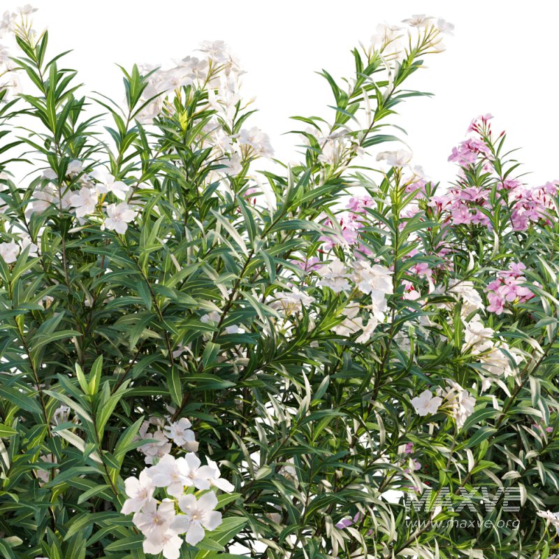 Nerium Oleander – Laurier – 01 - Image 3
