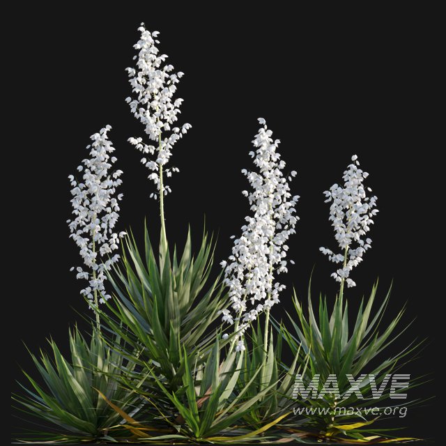 Yucca gloriosa – Mound Lily 01 - Image 7