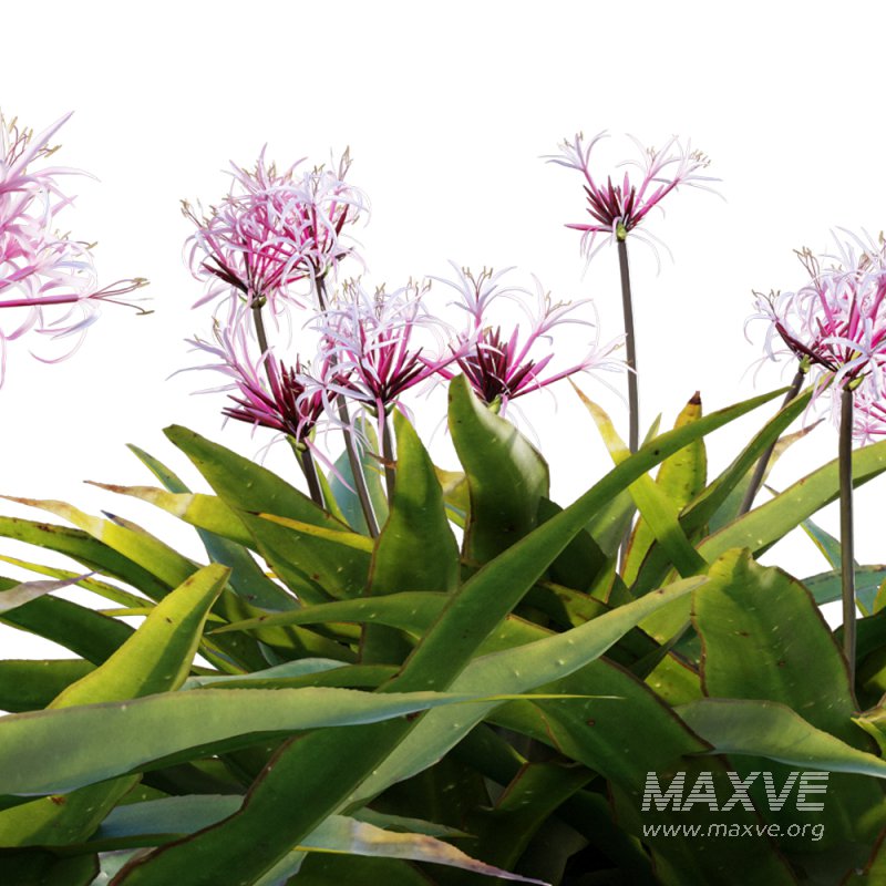 Crinum asiaticum – Poison bulb – 01 - Image 3