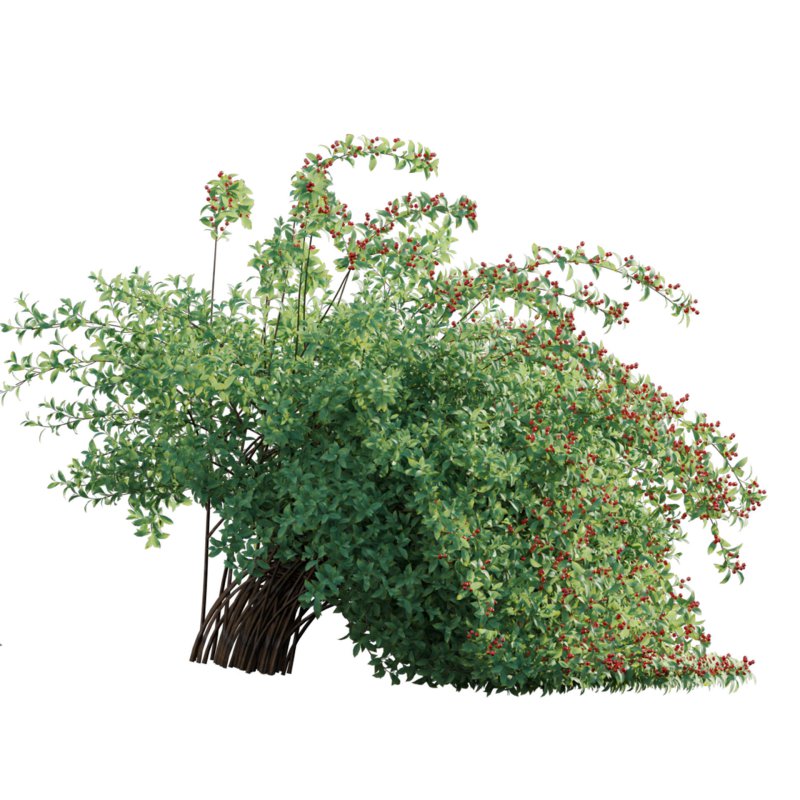 Ilex verticillata – Winterberry 02 - Image 2