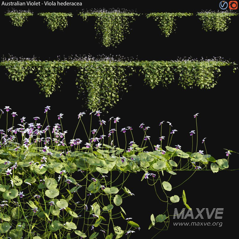 Viola hederacea -Australian Native Violet – 02 - Image 1