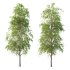 Betula Pendula Tree 10 - Thumbnail 3