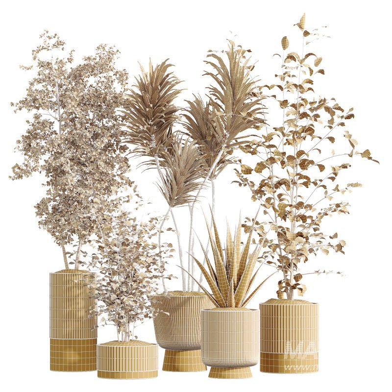 AV Indoor Plants Set 220 Hazel Erle and Aloe Vera and Mission Olive and Spineless Palm - Image 7