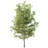 AV Plants Mountain Pine Needles Mugo Pinus Swiss - Thumbnail 1
