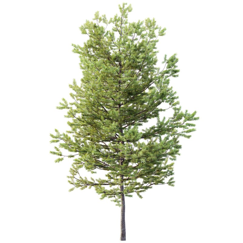 AV Plants Mountain Pine Needles Mugo Pinus Swiss - Image 1