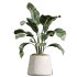 AV Indoor Plants Set 223 Ficus Binnendijkii Microcarpa Moclame Lemon Lime Cane ParadiseBird - Thumbnail 4