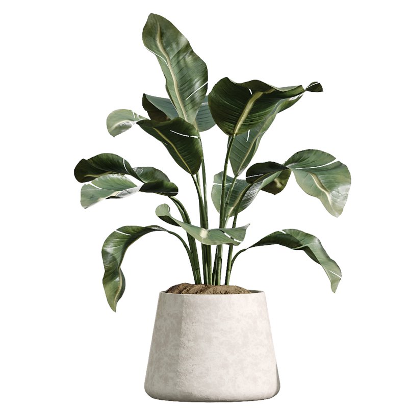 AV Indoor Plants Set 223 Ficus Binnendijkii Microcarpa Moclame Lemon Lime Cane ParadiseBird - Image 4
