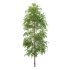 Betula Pendula Tree 08 - Thumbnail 1