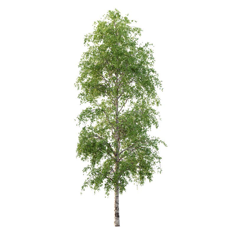Betula Pendula Tree 08 - Image 1
