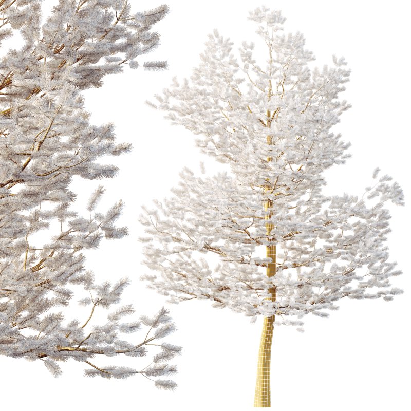 AV Premium Mountain Pine Needles Mugo Pinus Swiss Tree - Image 3