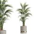 AV HousePlants Areca Majesty Cat Reed Palm Set02 - Thumbnail 2